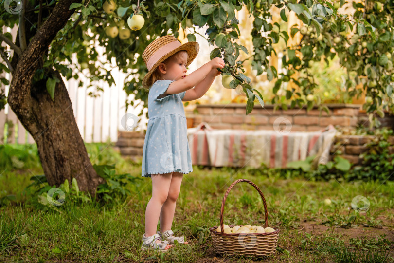 Скачать Маленькая девочка собирает яблоки в саду фотосток Ozero