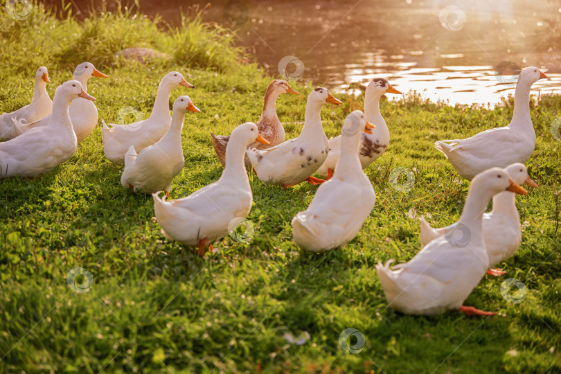 Скачать Стая уток у пруда фотосток Ozero