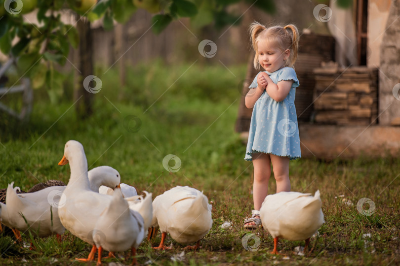 Скачать Веселая маленькая девочка в голубом платьице радостно играет с утками и гусями на зеленом фермерском лугу фотосток Ozero
