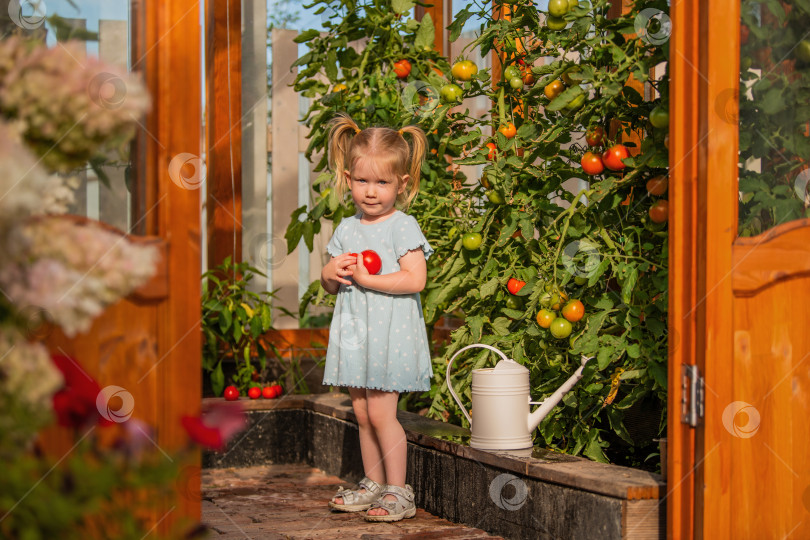 Скачать маленькая девочка в голубом платье стоит возле теплицы, держа в руках свежесобранные помидоры. фотосток Ozero