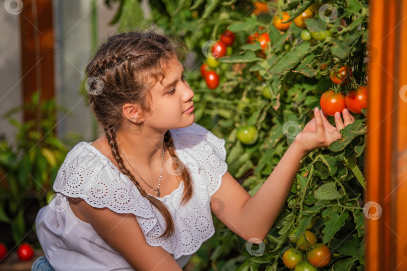 Скачать молодая девушка в соломенной шляпе и повседневной летней одежде ухаживает за пышными помидорами в теплице. фотосток Ozero
