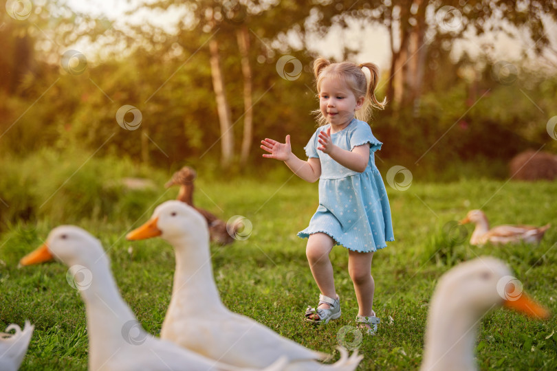 Скачать Веселая маленькая девочка в голубом платьице радостно играет с утками и гусями на зеленом фермерском лугу фотосток Ozero