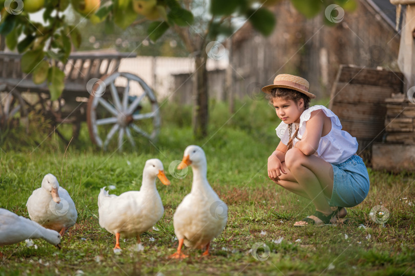 Скачать молодая девушка кормит стаю белых уток и гусей в сельской местности, в окружении природы и фермы фотосток Ozero