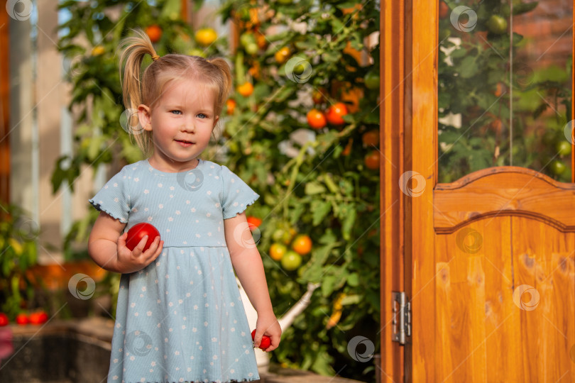 Скачать маленькая девочка в голубом платье стоит возле теплицы, держа в руках свежесобранные помидоры. фотосток Ozero