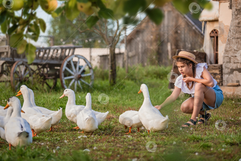 Скачать молодая девушка кормит стаю белых уток и гусей в сельской местности, в окружении природы и фермы фотосток Ozero