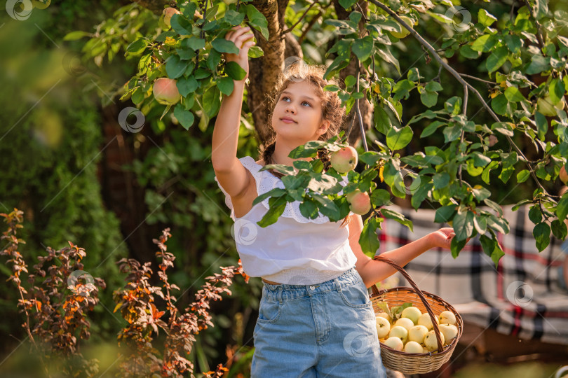 Скачать молодая девушка в соломенной шляпке стоит под яблоней, осторожно собирая спелое яблоко в плетеную корзину фотосток Ozero