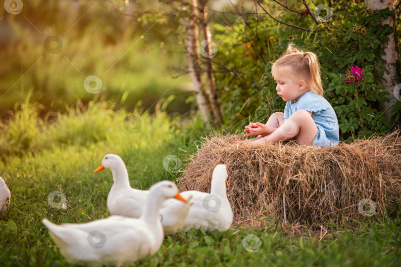 Скачать Веселая маленькая девочка в голубом платьице радостно играет с утками и гусями на зеленом фермерском лугу фотосток Ozero