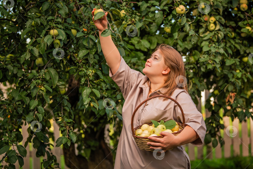 Скачать женщина срывает спелые яблоки с дерева в пышном летнем саду. фотосток Ozero