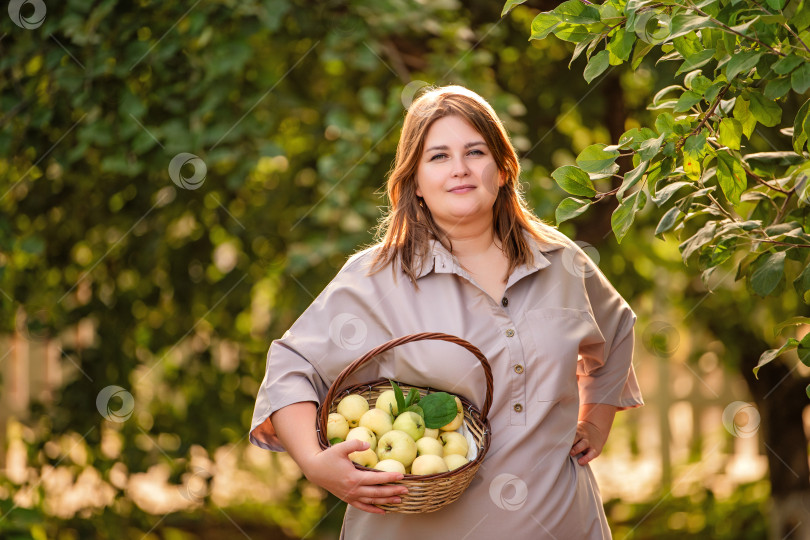 Скачать женщина срывает спелые яблоки с дерева в пышном летнем саду. фотосток Ozero