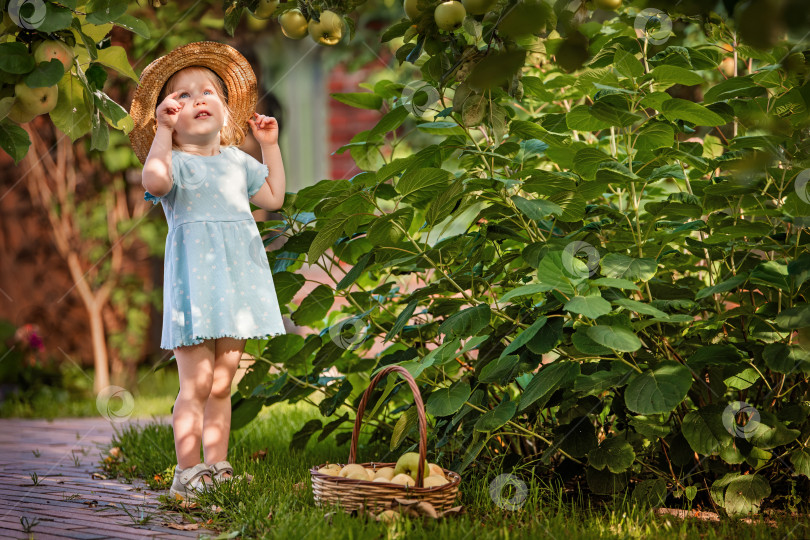 Скачать Маленькая девочка собирает яблоки в саду фотосток Ozero