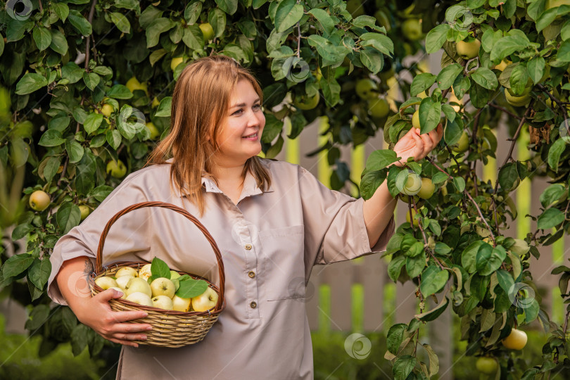Скачать женщина срывает спелые яблоки с дерева в пышном летнем саду. фотосток Ozero