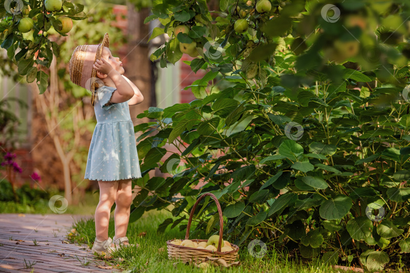 Скачать Маленькая девочка собирает яблоки в саду фотосток Ozero