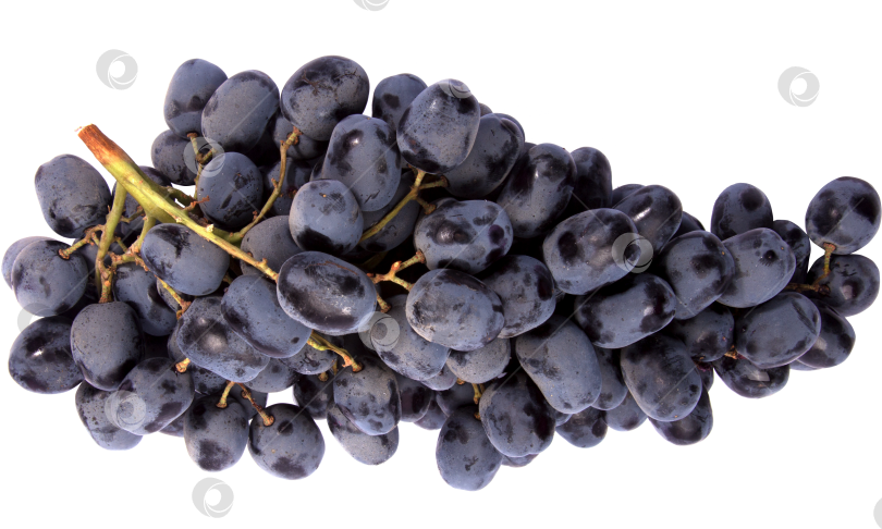 Скачать Ветка спокойного темного винограда на белом фоне, формат png фотосток Ozero