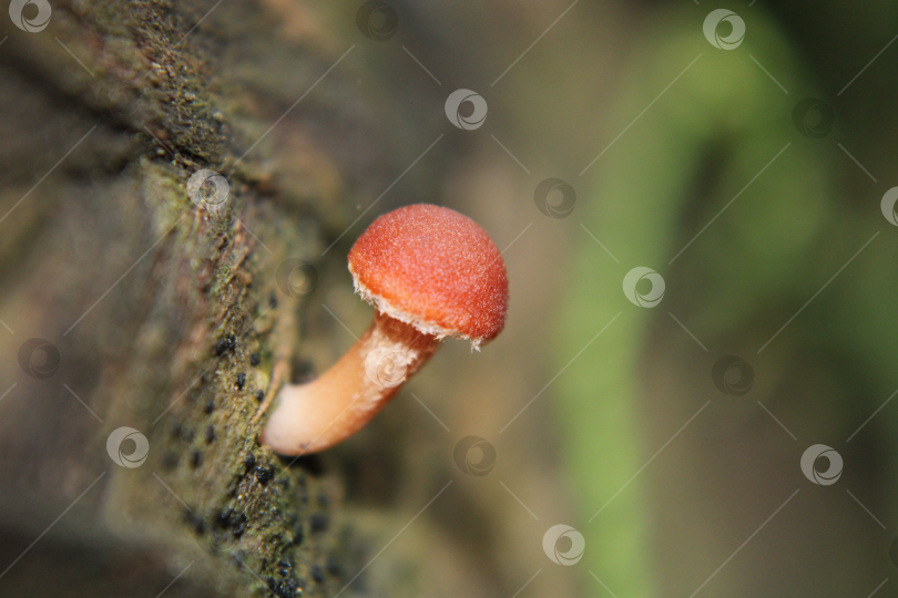 Скачать Макрогриб фотосток Ozero