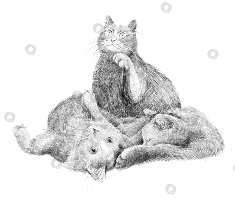 Скачать Реалистичный карандашный набросок трех кошек вместе. Одна кошка сидит, а две кошки лежат, с детализированной текстурой меха. Подходит для ухода за домашними животными, ветеринарных тематик, приютов, любителей кошек и креативного дизайна животных. фотосток Ozero