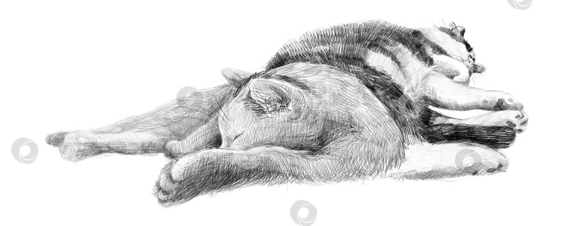 Скачать Реалистичный карандашный набросок двух спящих кошек, лежащих рядом. Детализированная текстура меха и спокойная поза, нарисованный от руки рисунок на темы ветеринарии, усыновления, спасения и международного дня кошек. фотосток Ozero