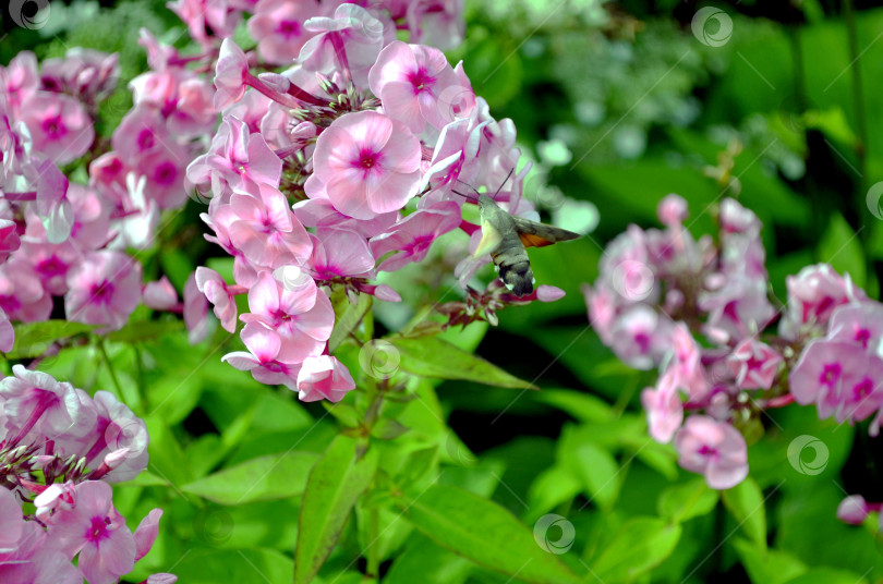 Скачать Бабочка-бражник летает над флоксами фотосток Ozero