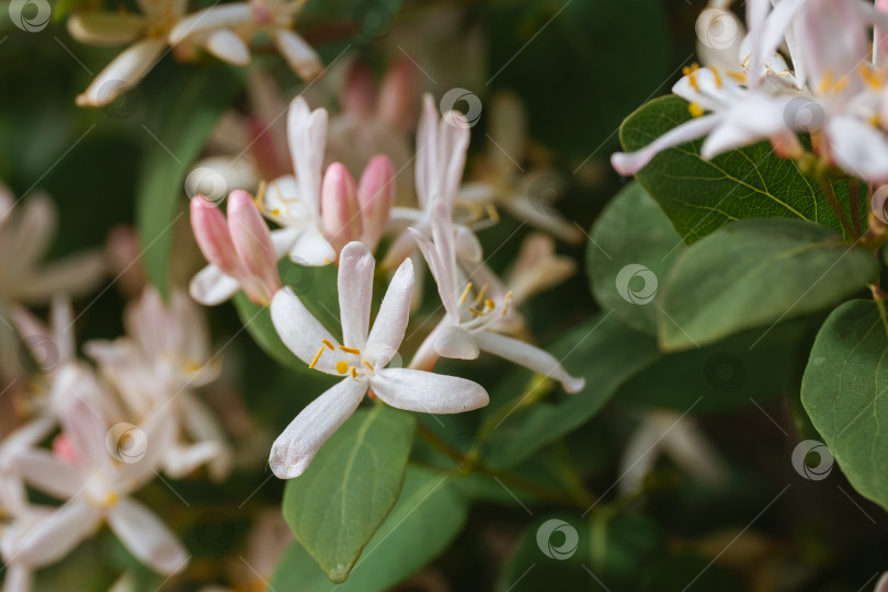 Скачать Нежные бело-розовые цветы декоративного кустарника татарской жимолости крупным планом фотосток Ozero