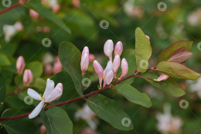 Скачать Крупный план цветущей ветки декоративного кустарника татарской жимолости фотосток Ozero