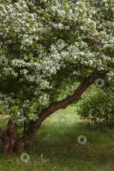 Скачать Прекрасный боярышник в период активного весеннего цветения фотосток Ozero
