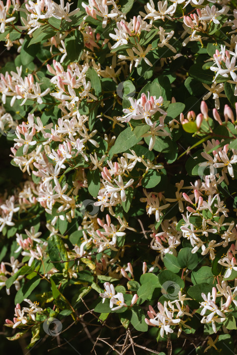 Скачать Декоративный куст татарской жимолости в полном цвету при ярком солнечном свете фотосток Ozero
