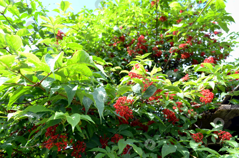 Скачать бузина красная фотосток Ozero