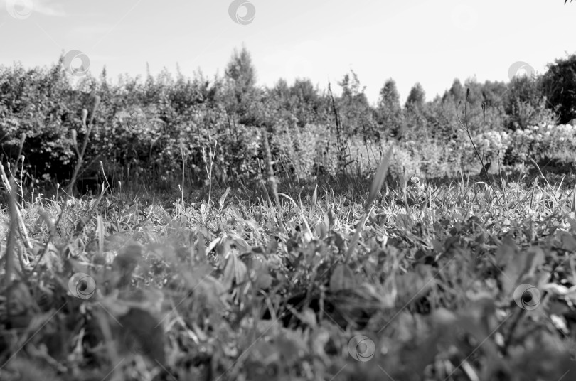 Скачать ч\б пейзаж фотосток Ozero