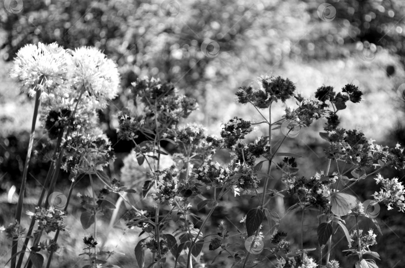 Скачать цветы душицы и лука слизуна фотосток Ozero