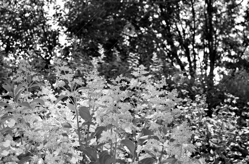 Скачать соцветия гортензии метельчатой фотосток Ozero