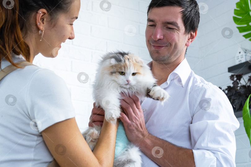 Скачать Ветеринар на дому проверяет здоровье кошки, завернутой в одеяло и перевязанную, после операции по стерилизации, вместе с ассистенткой фотосток Ozero