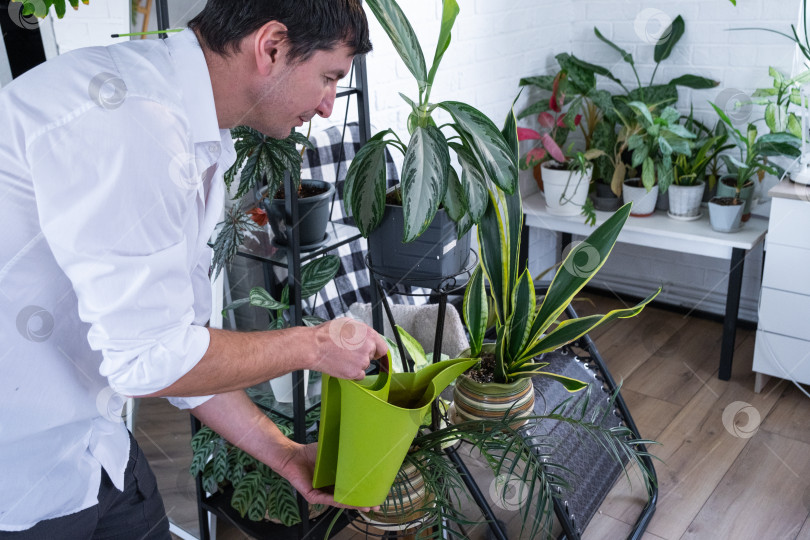 Скачать Мужчина ухаживает за домашними растениями в горшках на полках, поливает из лейки, услуги по уходу за домашними растениями фотосток Ozero