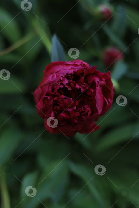 Скачать Бордовый пион фотосток Ozero