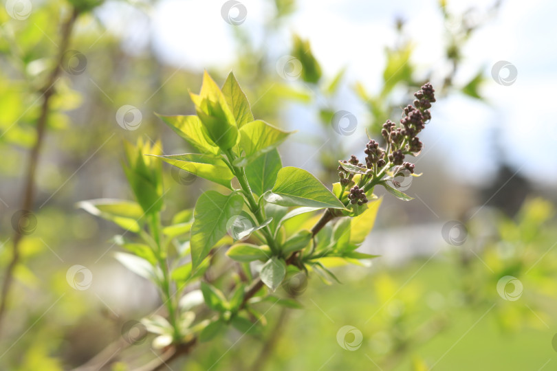 Скачать Ветки сирени на солнце фотосток Ozero