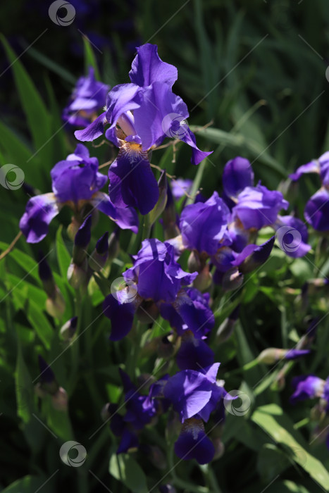 Скачать Цветы Ирисы фотосток Ozero