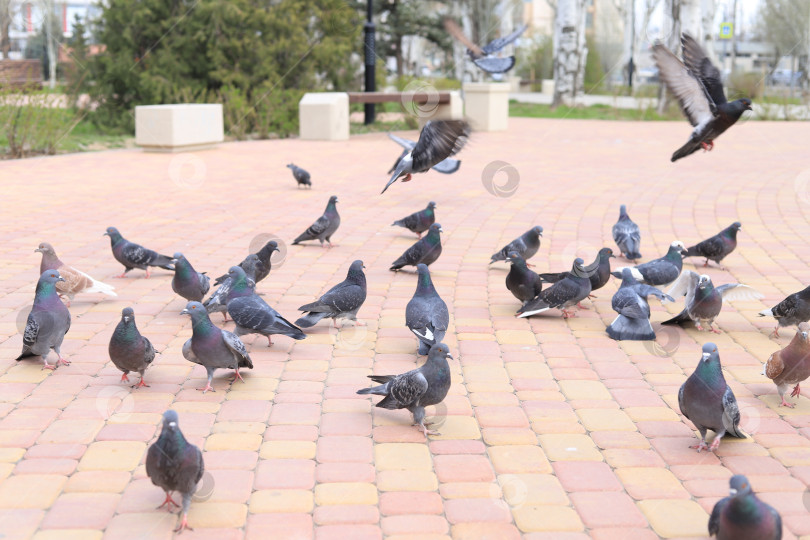 Скачать Голуби гуляют в парке фотосток Ozero