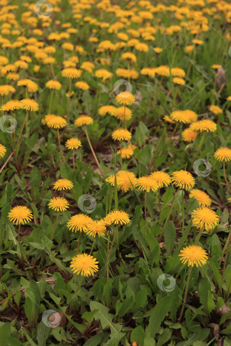Скачать Поле желтых одуванчиков фотосток Ozero