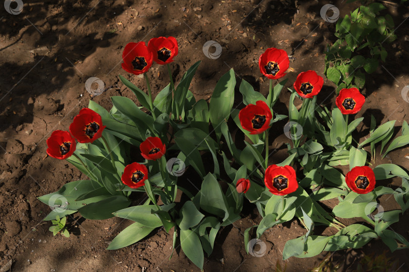 Скачать Красные тюльпаны на грядке фотосток Ozero