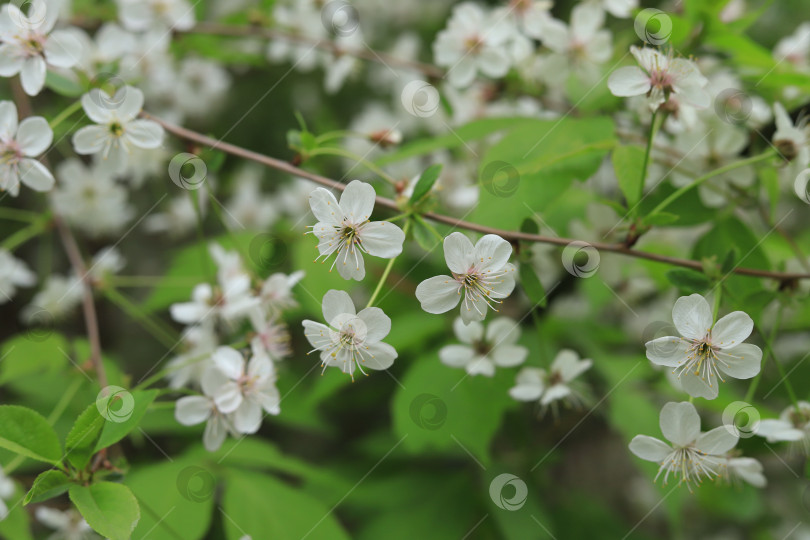 Скачать Вишня цветет фотосток Ozero