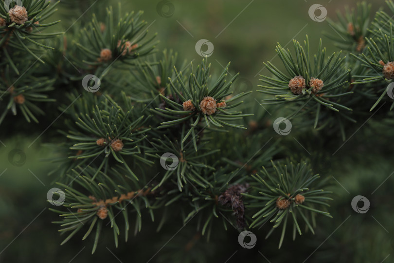 Скачать Ветки ели крупным планом фотосток Ozero