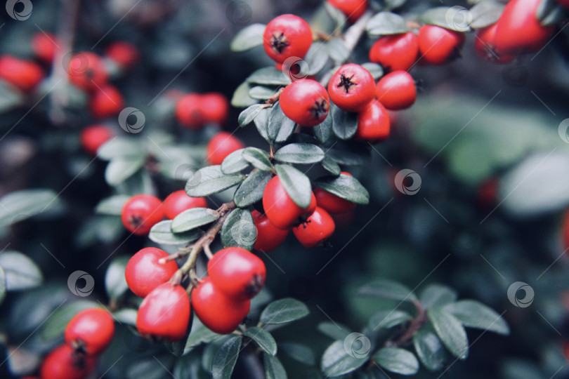 Скачать Красный кизильник фотосток Ozero