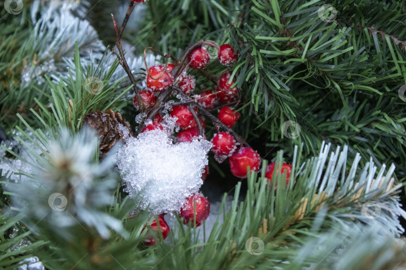 Скачать Красные ягода на еловых ветках. фотосток Ozero