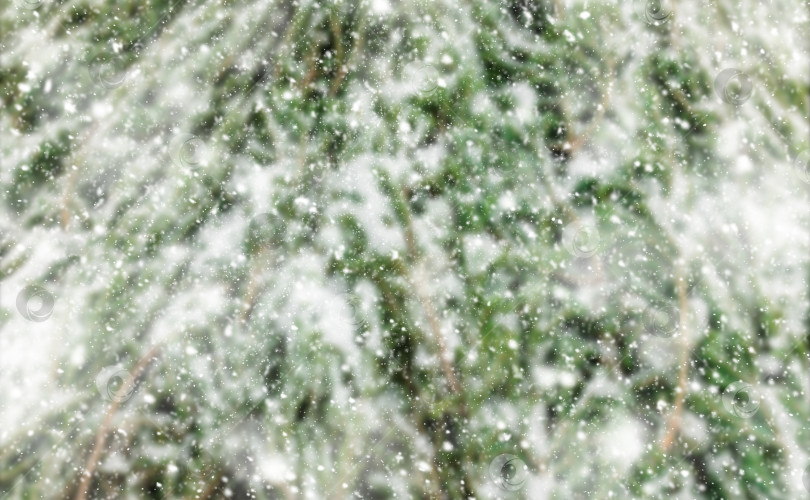 Скачать Падающий снег на фоне зеленых рождественских елок. фотосток Ozero