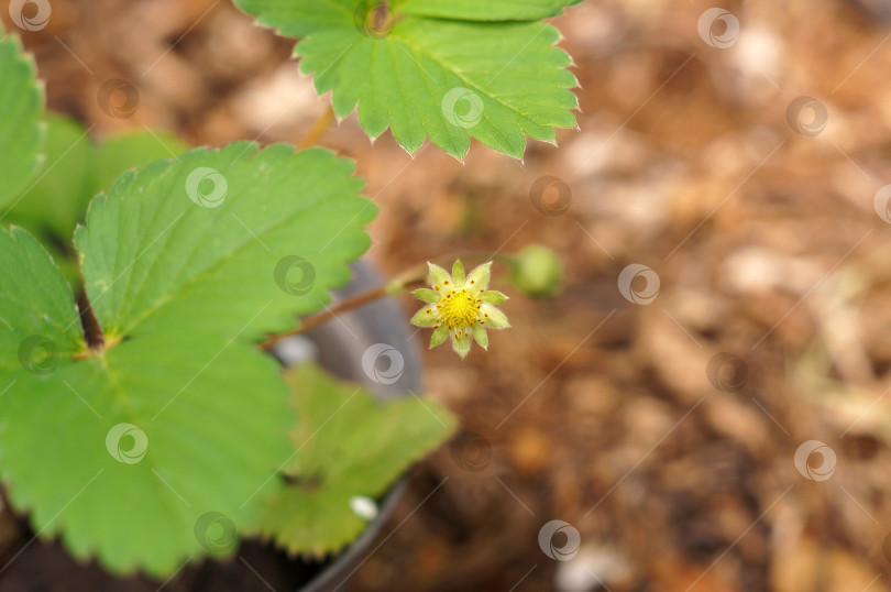 Скачать Завязь клубники на зеленом кусте в горшочке на фоне мульчи фотосток Ozero