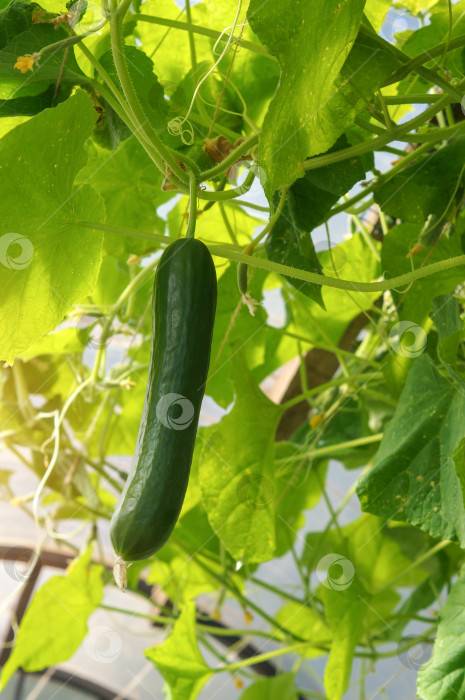 Скачать Зеленый гладкий салатный огурец растет на кусте в теплице фотосток Ozero