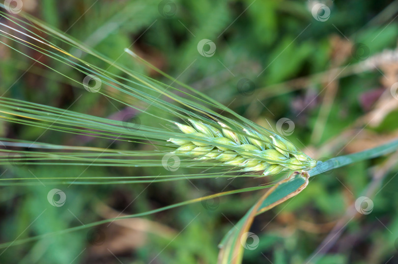 Скачать Зеленый колос ячменя крупным планом фотосток Ozero