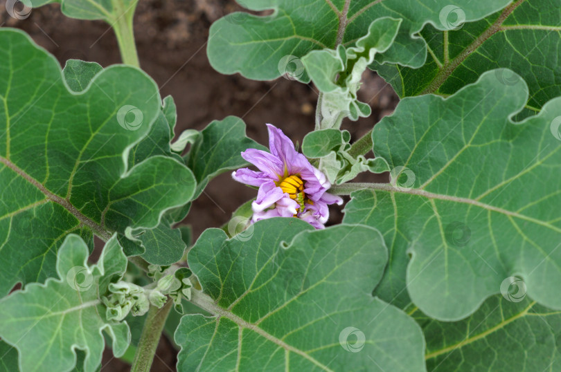 Скачать Цветение баклажана фотосток Ozero
