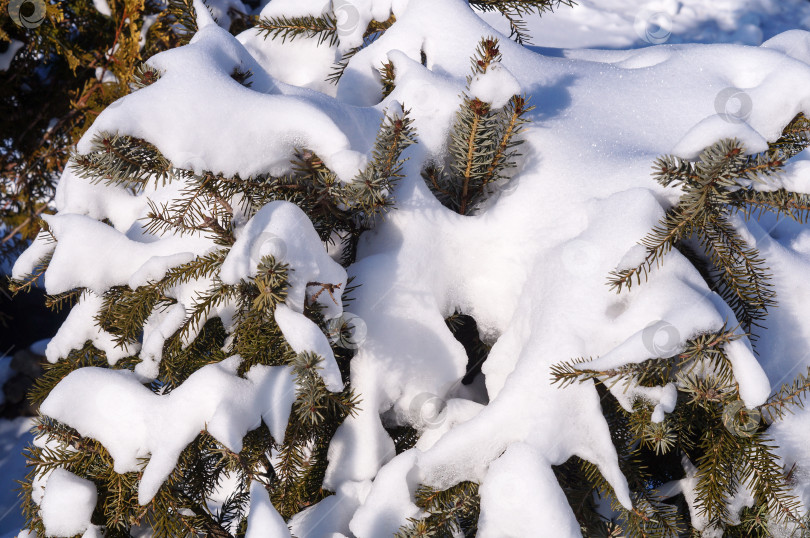 Скачать Ель голубая в снегу фотосток Ozero