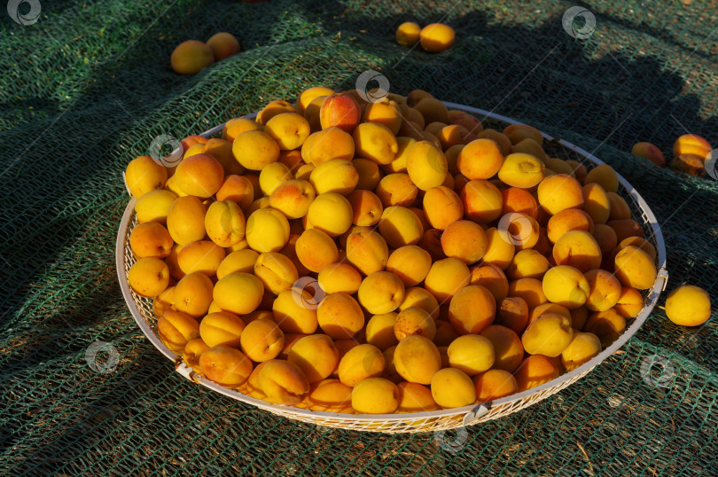 Скачать Спелые абрикосы собраны в большой плоский контейнер с вентиляцией фотосток Ozero