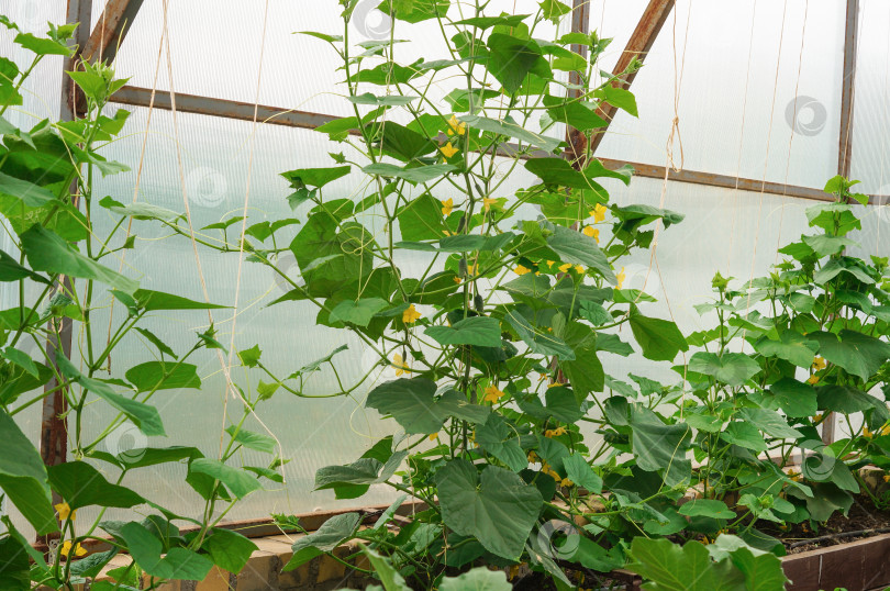 Скачать Огурцы растут и цветут в теплице фотосток Ozero
