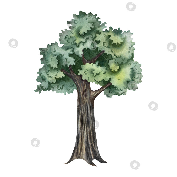 Скачать Дерево зеленое. Иллюстрация выполнена акварелью от руки. Красочное изображение летнего дерева. Изолировать. Идеально подходит для изготовления открыток, баннеров, листовок, плакатов, этикеток и принтов. фотосток Ozero